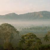 Jungle around Borobodur