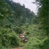 Elephant trekking