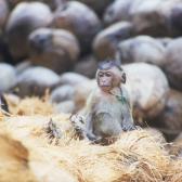 Monkey2