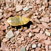 Insect