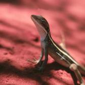 Lizard