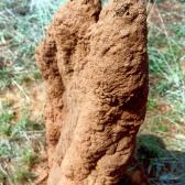 Termite mound