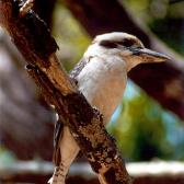 Kokaburra