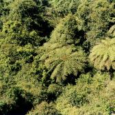 Undergrowth