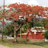 Flame Tree2