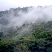 Rainforest