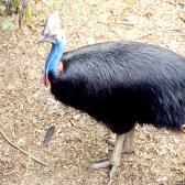 Cassowary