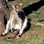 Kangaroo3