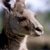 Kangaroo