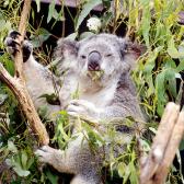 Koala2