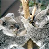 Koalas