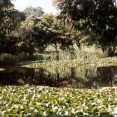 Scenic Pond