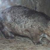 Wombat
