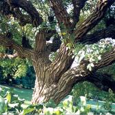 Cool bark