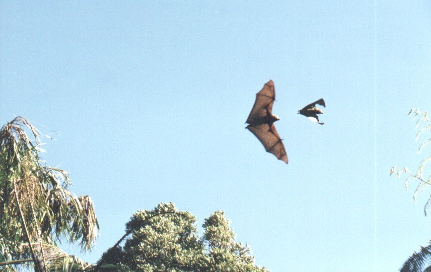 Fruit bats
