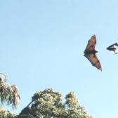 Fruit bats