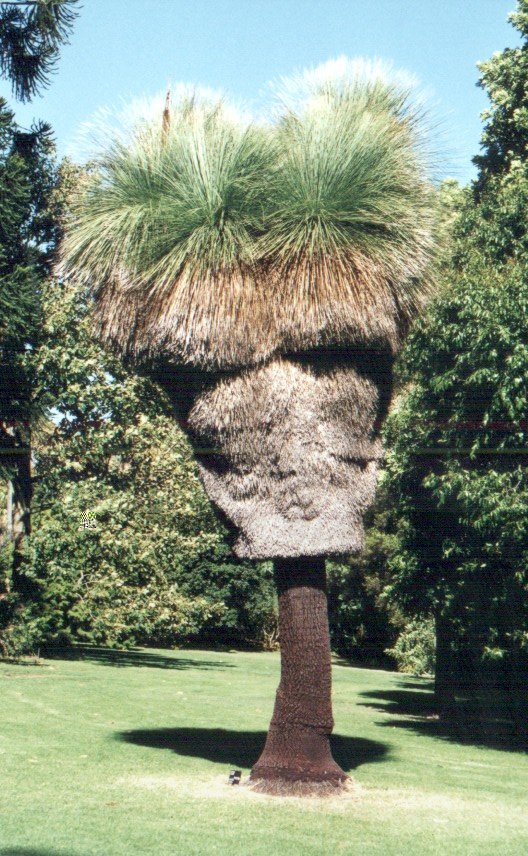 Interesting tree
