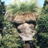 Interesting tree