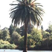 Palm