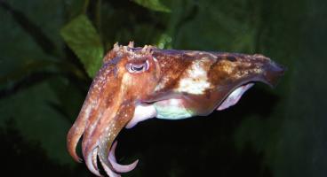 Melbourne Aquarium