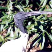Ibis