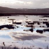 Marsh