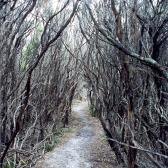 Tea Tree