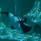seaworld_007