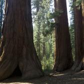 yosemite_005