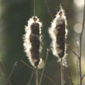 bullrushes
