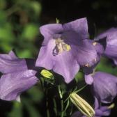 Campanula (Myosotis scorpioides)