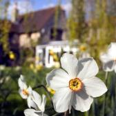 daffodils-in-front-of-house