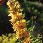flower3