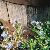 forget-me-nots-in-front-of-barrel