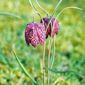 fritillaria