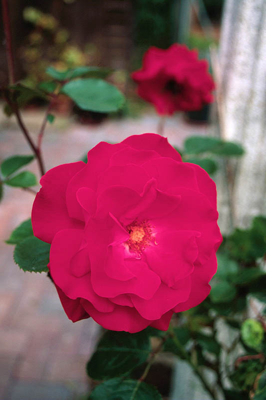 red-rose_1