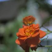 red-rose
