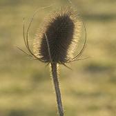 thistle2