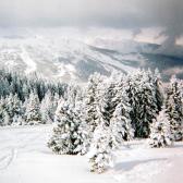 snowtrees