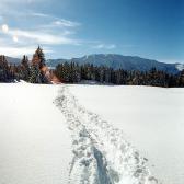 snowy-trail