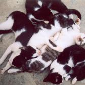 Puddle of kittens