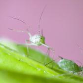 aphid-up-close