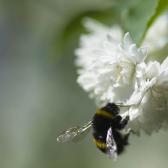 bumble-bee-again