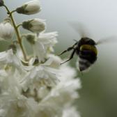 bumble-bee-in-flight
