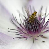 hover-fly-on-clematis2