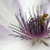 hover-fly-on-clematis