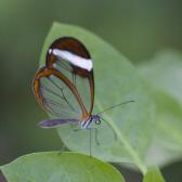translucent-butterfly