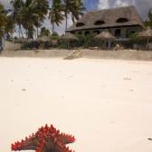 Colourful starfish