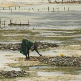 Harvesting seaweed