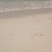 Crab on the beach